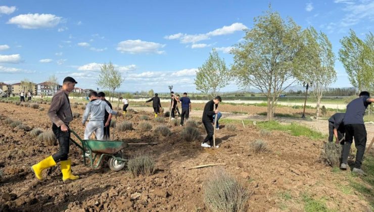Meslek lisesi öğrencileri okulun tarım alanına lavanta fidanı dikti