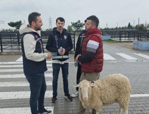 Polis ekiplerinden kurbanlık pazarında dolandırıcılık uyarısı