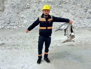 Maden sahasında bitkin halde bulunan balık kartalı koruma altına alındı