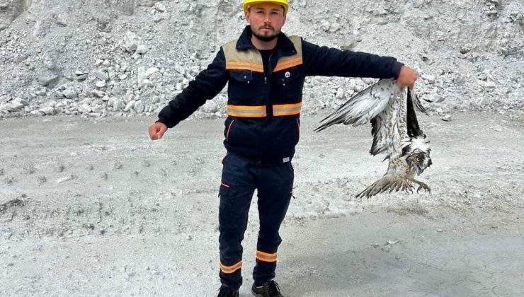 Maden sahasında bitkin halde bulunan balık kartalı koruma altına alındı