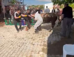 Kaçmaya çalışan kurbanlık kesim görevlisini savurdu, güçlükle durduruldu