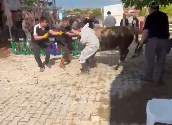 Kaçmaya çalışan kurbanlık kesim görevlisini savurdu, güçlükle durduruldu