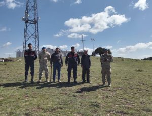Kayıp büyükbaş hayvanlar OSB Jandarma tarafından bulundu