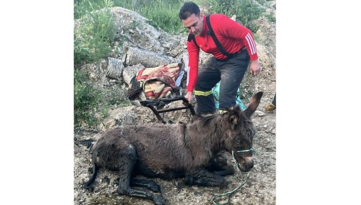 Bataklığa saplanan eşek itfaiye ekiplerince kurtarıldı