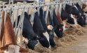 Hayvancılık desteklemelerinde başvurular bugün sona eriyor