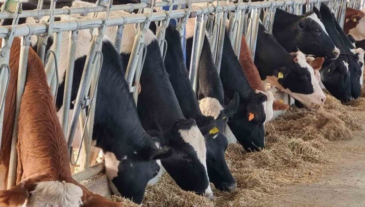 Hayvancılık desteklemelerinde başvurular bugün sona eriyor