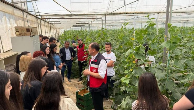 Liseli gençler Eynal seralarında hasat yaptı