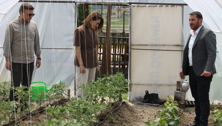 Okul pansiyonunun sebze ihtiyacı okul bahçesinde kurulan seradan karşılanıyor