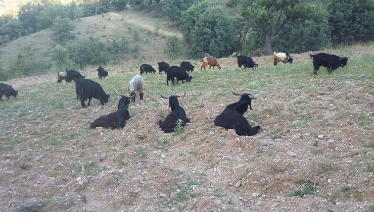 Yörüklerin yayla göçü başladı