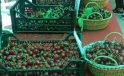 Kiraz Festivali renkli görüntülere sahne oldu
