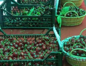 Kiraz Festivali renkli görüntülere sahne oldu
