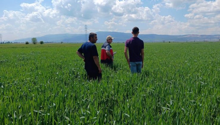 2 bin 773 dekarlık alanda sertifikalı tohum incelemesi
