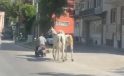 Motosikletine bağladığı iki atla trafikte ilerledi