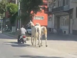 Motosikletine bağladığı iki atla trafikte ilerledi