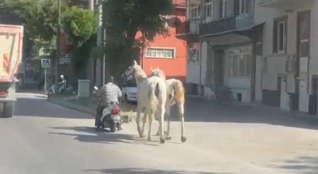 Motosikletine bağladığı iki atla trafikte ilerledi