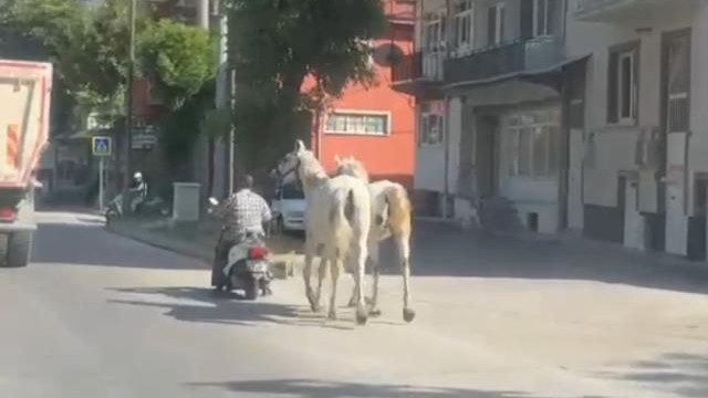 Motosikletine bağladığı iki atla trafikte ilerledi