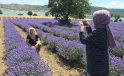 Nida Olçar’ın lavanta bahçesi masalsı bir deneyim sunuyor