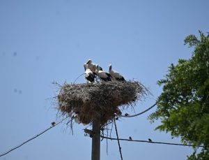 Sofça’da leylek şöleni başladı