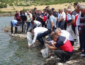Tavşanlı’nın göletlerine 123 bin yavru sazan balığı bırakıldı
