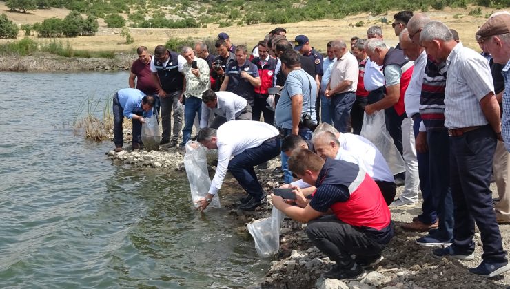 Tavşanlı’nın göletlerine 123 bin yavru sazan balığı bırakıldı