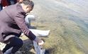 Kureyşler Göleti’ne 140 bin sazan yavrusu bırakıldı