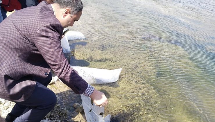 Kureyşler Göleti’ne 140 bin sazan yavrusu bırakıldı