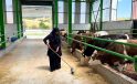 12 milyon TL’lik büyükbaş besi işletmesi üretime başladı
