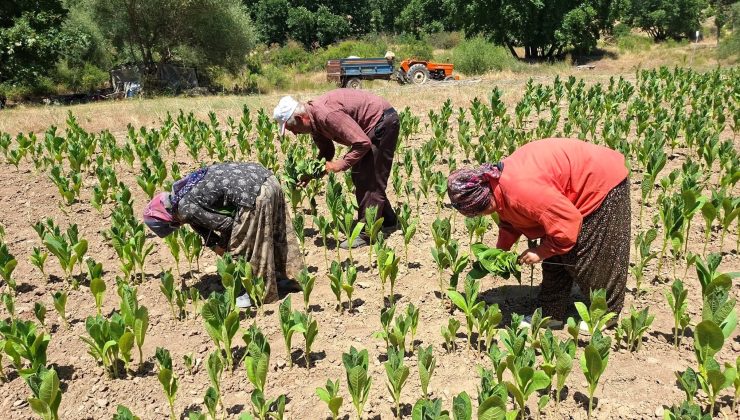 Yıllarca ‘Tütünkent’ olarak anılıyordu, Hasanlar tütünü tarihe karışıyor