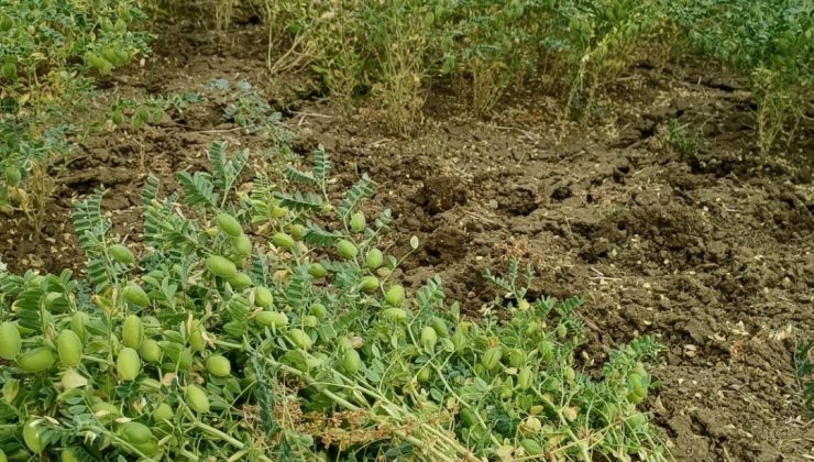 Yeni nohut çeşidi Kütahya’da üreticinin yüzünü güldürdü