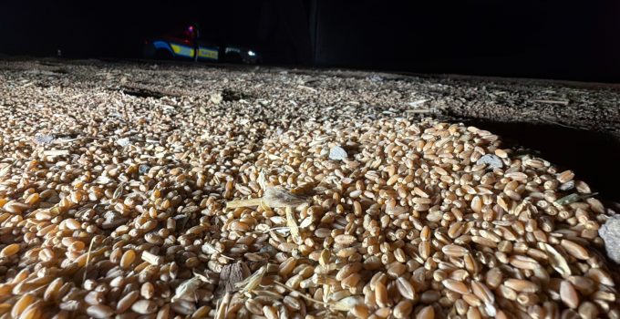 BUĞDAY YÜKLÜ TIR DEVRİLDİ: YAKLAŞIK 30 TON BUĞDAY YOLA SAÇILDI