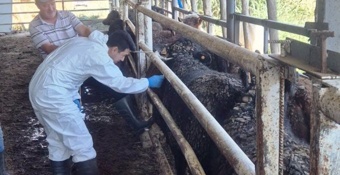 Uruguay’dan getirilen besilik sığırlar kontrolden geçiyor