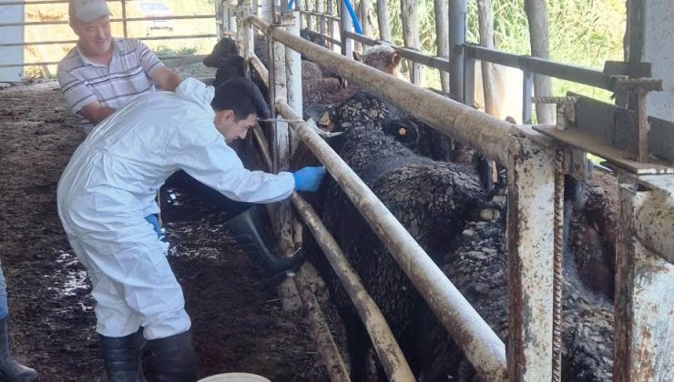 Uruguay’dan getirilen besilik sığırlar kontrolden geçiyor