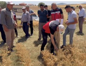18 farklı nohut çeşidi tarlada çiftçilere tanıtıldı