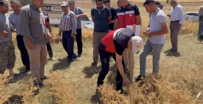 18 farklı nohut çeşidi tarlada çiftçilere tanıtıldı