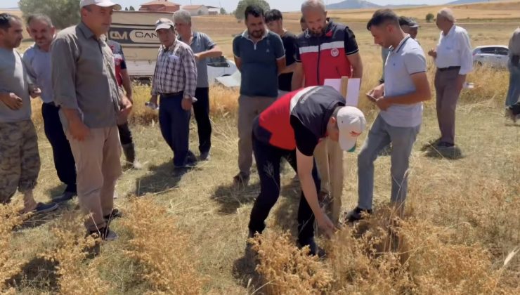 18 farklı nohut çeşidi tarlada çiftçilere tanıtıldı