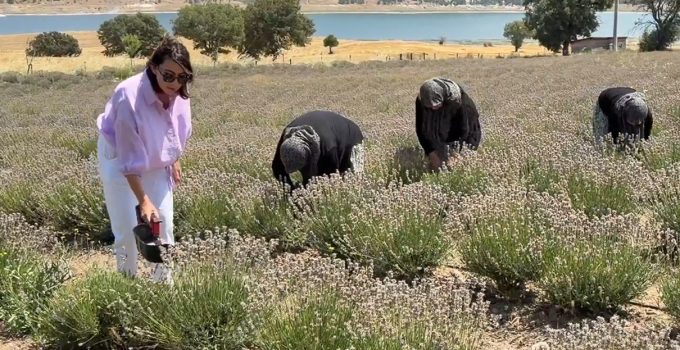 NİDA OLÇAR’DAN KADIN KOOPERATİFLERİNE LAVANTA DESTEĞİ