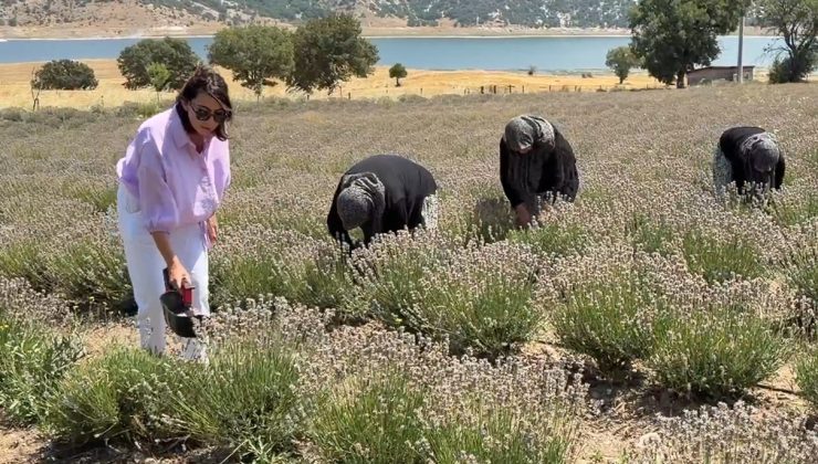 NİDA OLÇAR’DAN KADIN KOOPERATİFLERİNE LAVANTA DESTEĞİ