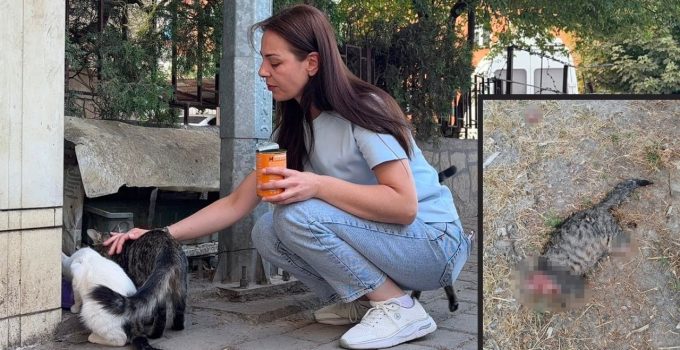 KEDİNİN BAŞINI VE AYAKLARINI KESİP APARTMANIN ÖNÜNE BIRAKTILAR