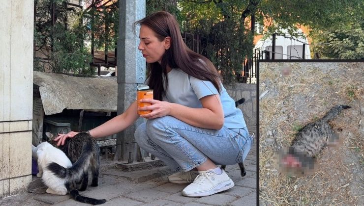 KEDİNİN BAŞINI VE AYAKLARINI KESİP APARTMANIN ÖNÜNE BIRAKTILAR