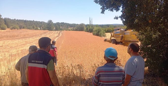Üreticiye yüzde 75 hibe desteğiyle dağıtılan aspir hasadı başladı