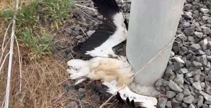 Vefa Mahallesi’nde çok sayıda leylek ölü bulundu
