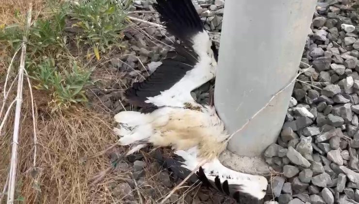 Vefa Mahallesi’nde çok sayıda leylek ölü bulundu
