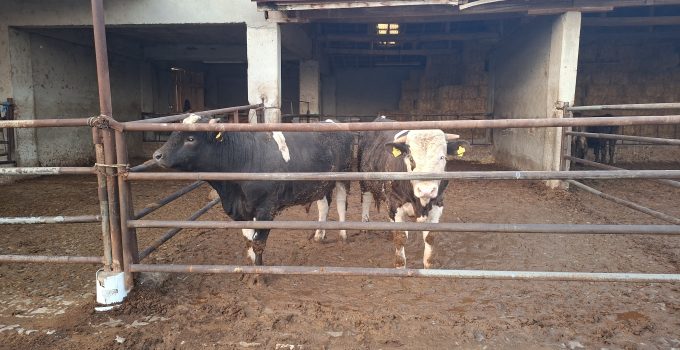 Kınık köyünde şap alarmı: Canlı hayvan pazarı 15 gün kapatıldı