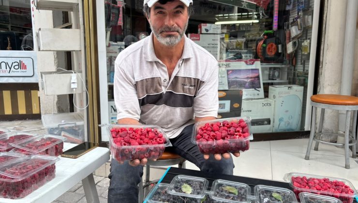 Kıraç arazisini üretime kazandırdı: Aronya ve ahududu yetiştiriyor