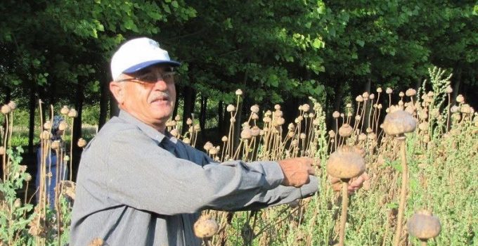 Üreticilerden haşhaş tohumu alımı yapılacak