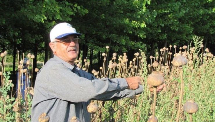Üreticilerden haşhaş tohumu alımı yapılacak
