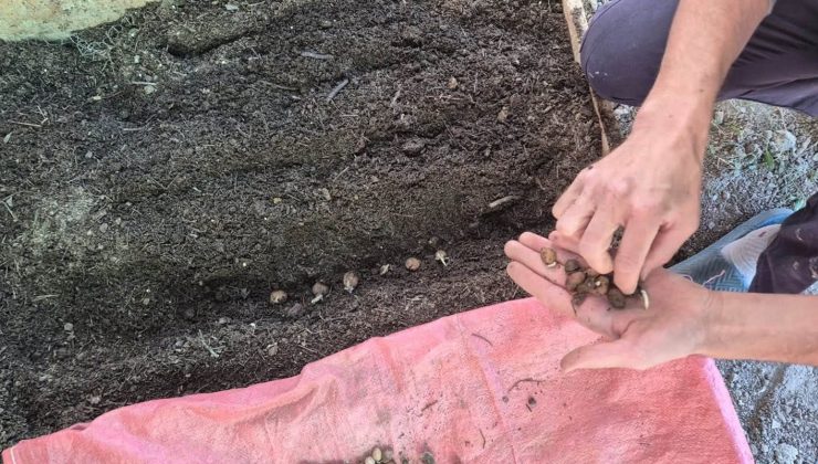 Salep üretim alanında ekim kontrolü yapıldı