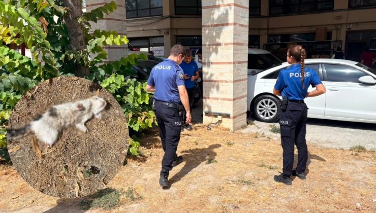 Bir kedi daha bacakları kesilerek öldürülmüş halde bulundu