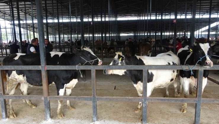 Canlı hayvan pazarı geçici olarak kapatıldı