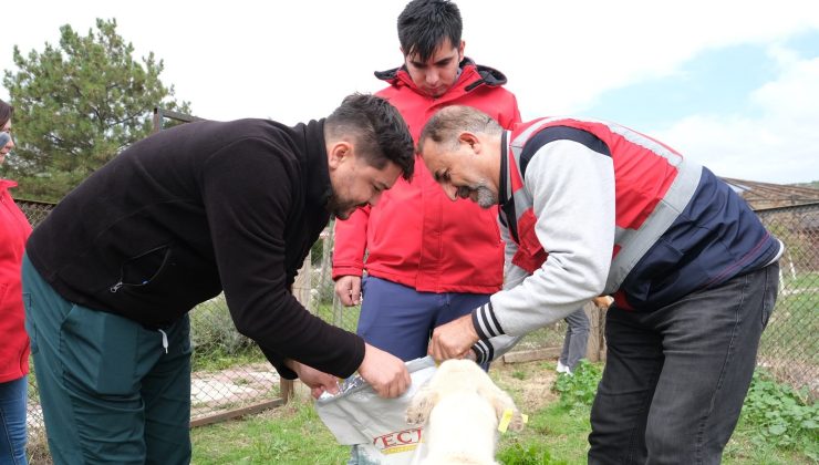 Hayır şartı yerine getirildi, sahipsiz hayvanlara mama desteği sağlandı